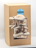 Blue Oyster Mushroom Grow Kit