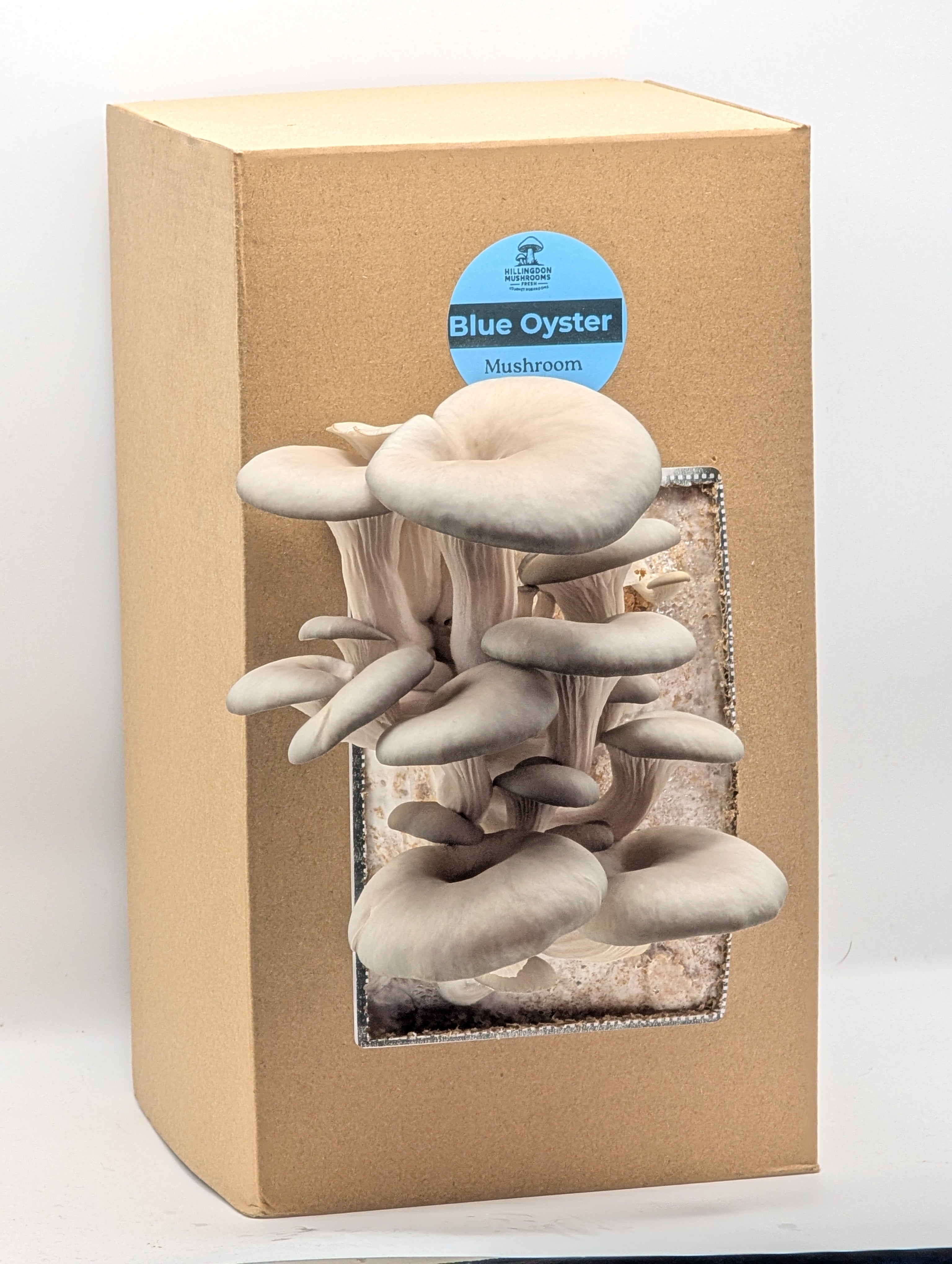 Blue Oyster Mushroom Grow Kit
