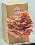 Gold Oyster Mushroom Grow Kit