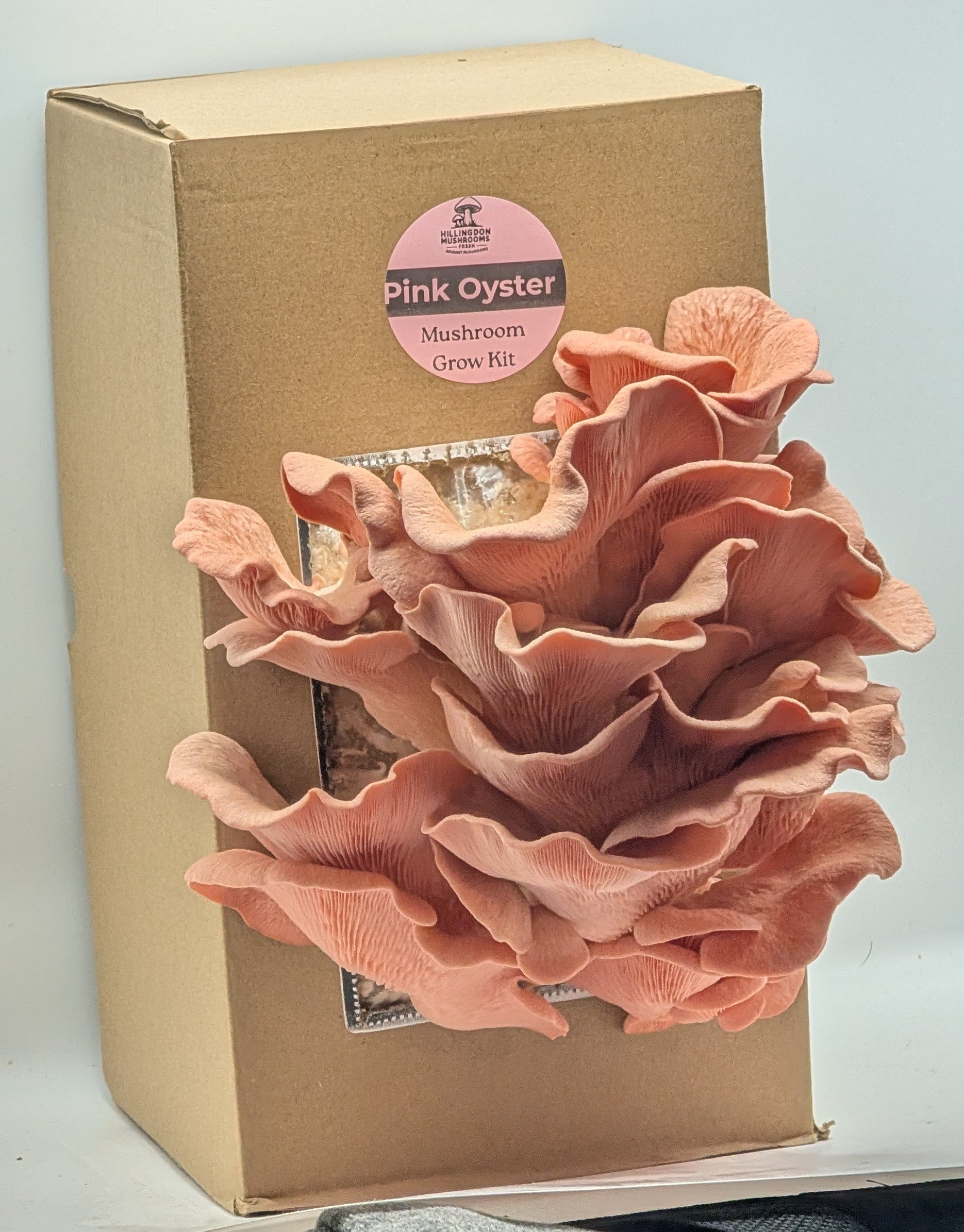 Pink Oyster Mushroom Grow Kit